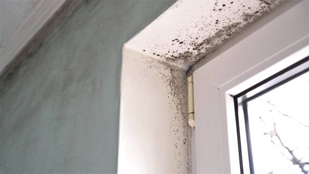 Best Black Mold Removal  in Peosta, IA
