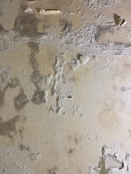 Best Emergency Mold Removal  in Peosta, IA