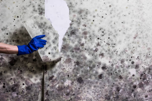 Best Mold Damage Repair  in Peosta, IA