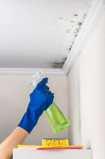 Best Affordable Mold Removal  in Peosta, IA