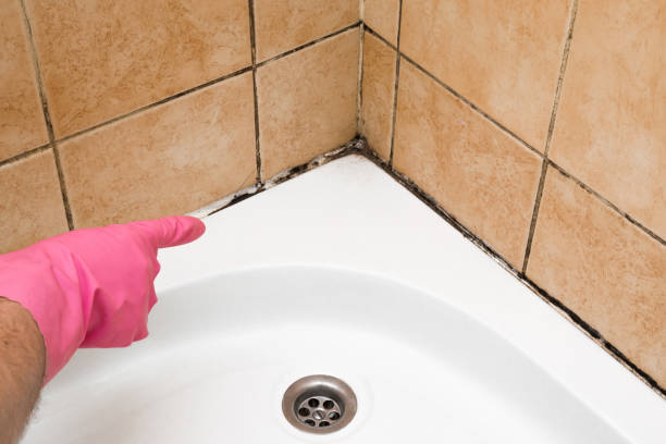 Best Residential Mold Removal  in Peosta, IA